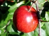 apple-16.jpg